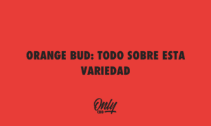 ORANGE BUD TUDO SOBRE ESTA VARIEDADE