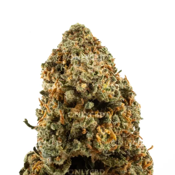 Gelato 33 - Foto producto