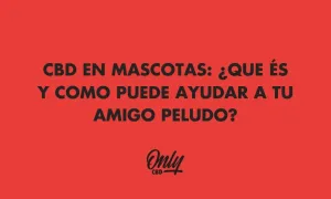 CBD em animais de estimação